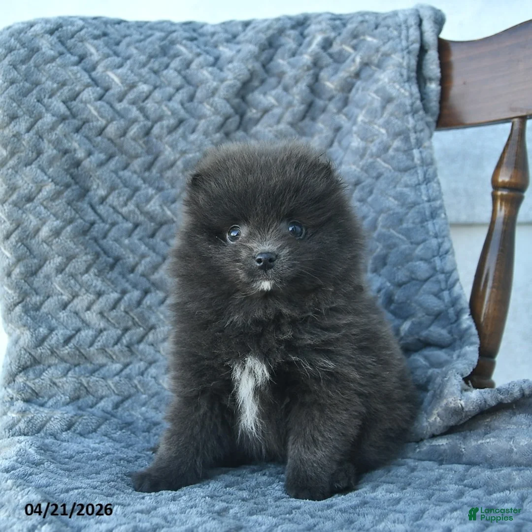 Pomeranian dogs for sale: Gator  - Ad 1