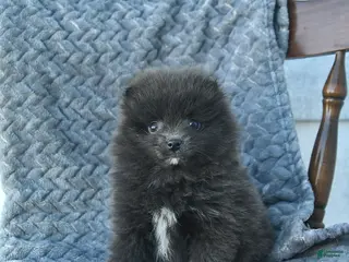 Pomeranian dogs for sale: Gator - Ad 2