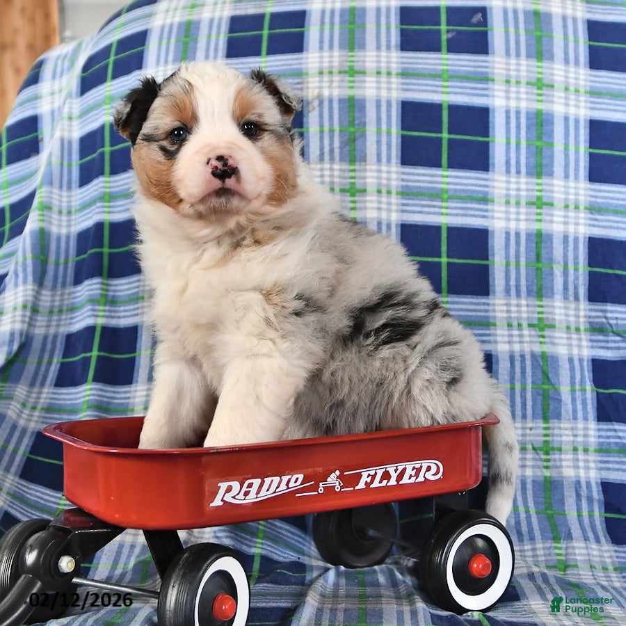 Australian Shepherd dogs Birch - Ad 2