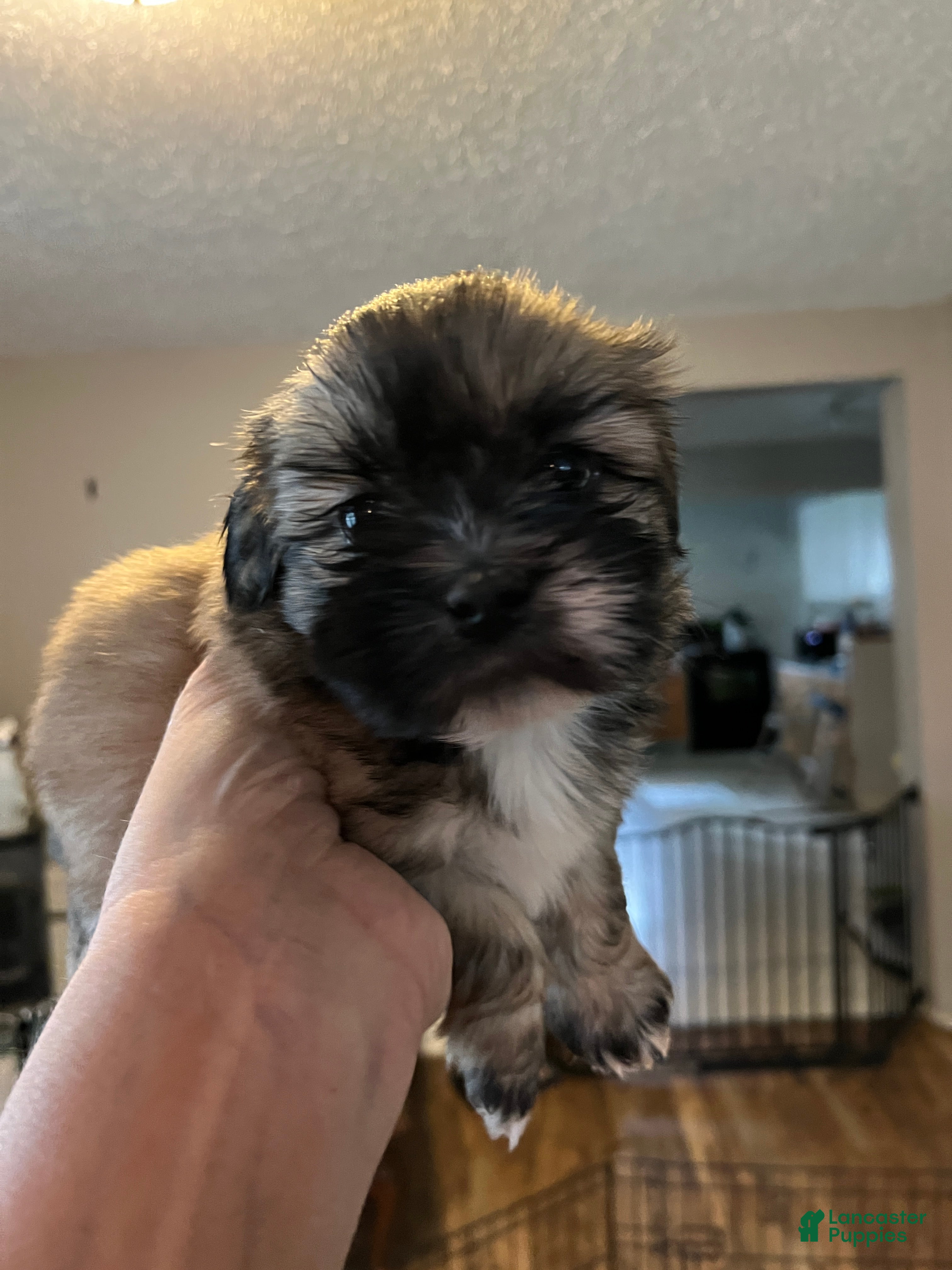 Shih Tzu dogs Coco - Ad 26