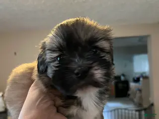 Shih Tzu dogs Coco - Ad 26