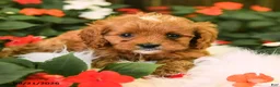 Cavapoo dogs for sale: Bingo - Ad 4