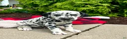 Dalmatian dogs for sale: Digger - Ad 1
