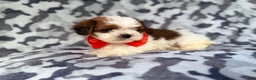 Shihpoo dogs for sale: Chestnut - Ad 3