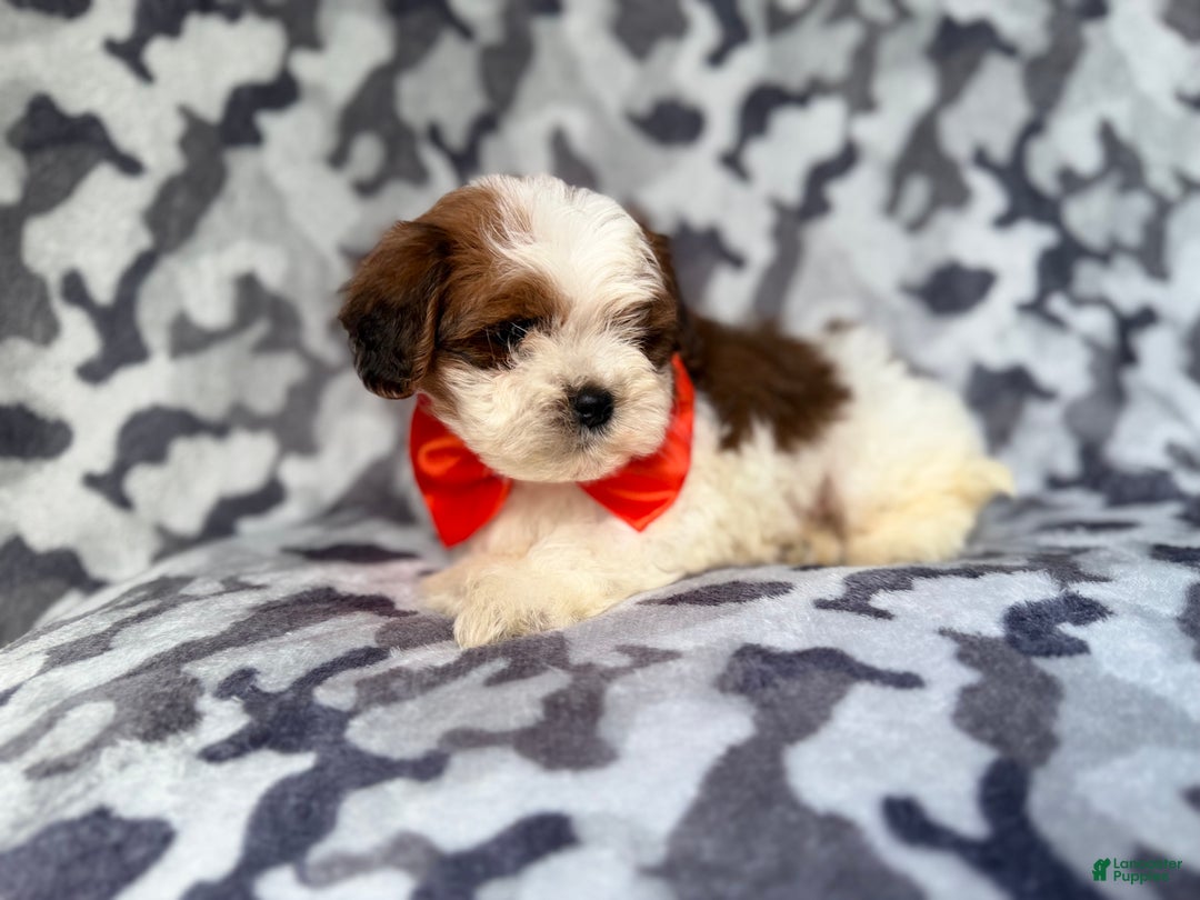 Shihpoo dogs for sale: Chestnut - Ad 3