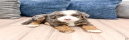 Mini Bernedoodle dogs for sale: Oscar - Ad 3