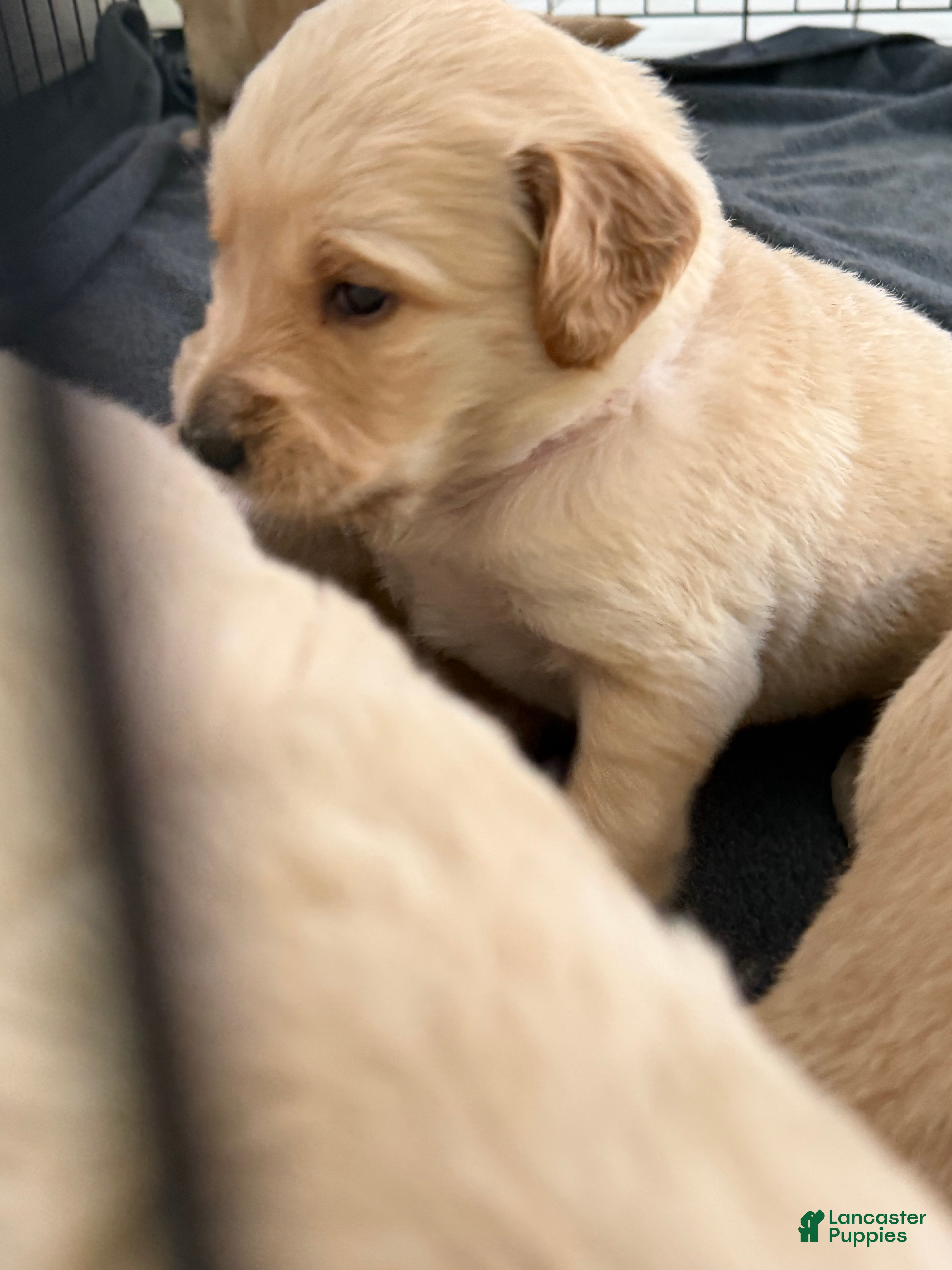 Golden Retriever dogs Rome - Ad 1