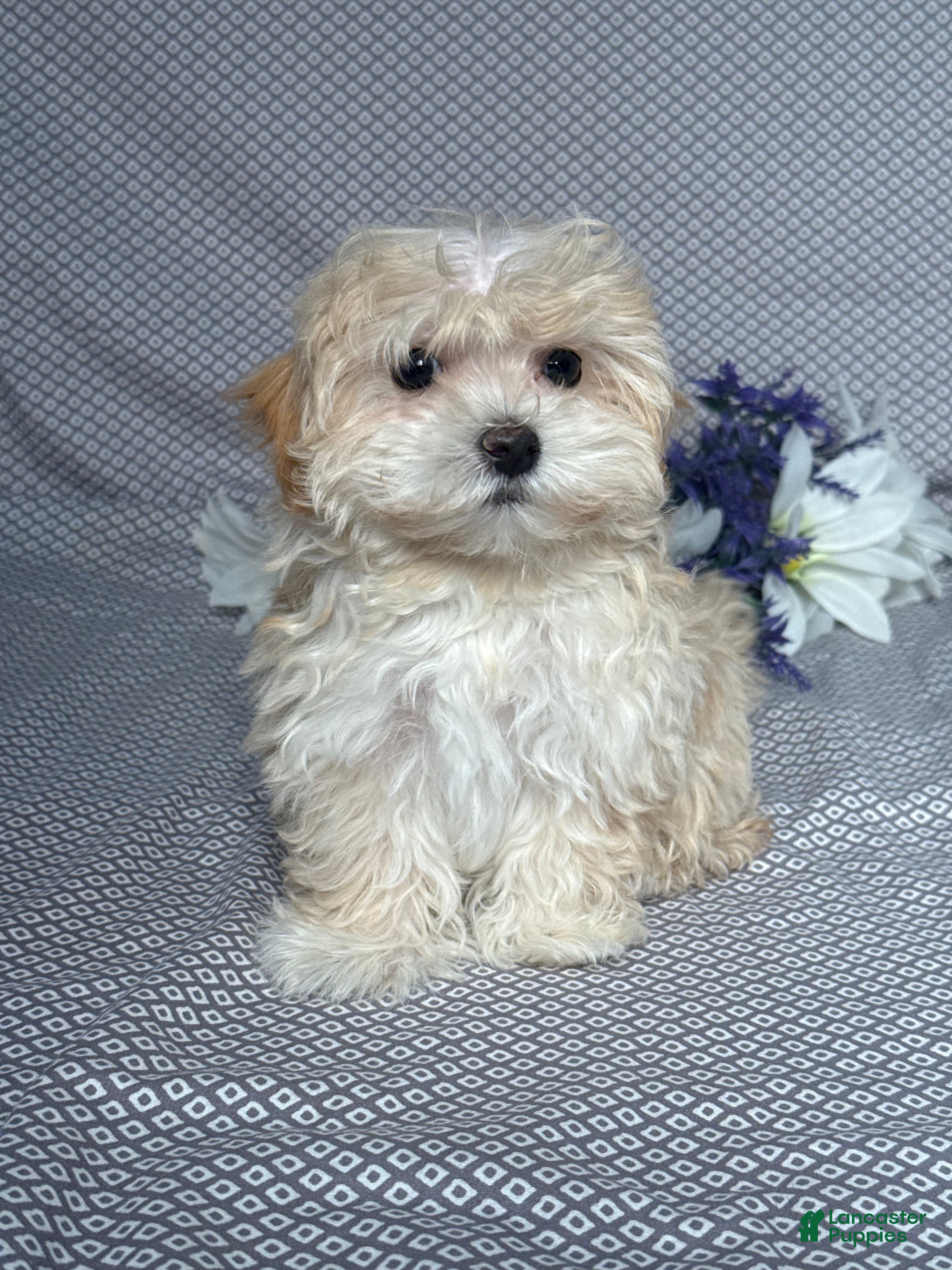 Maltipoo dogs Faith - Ad 1