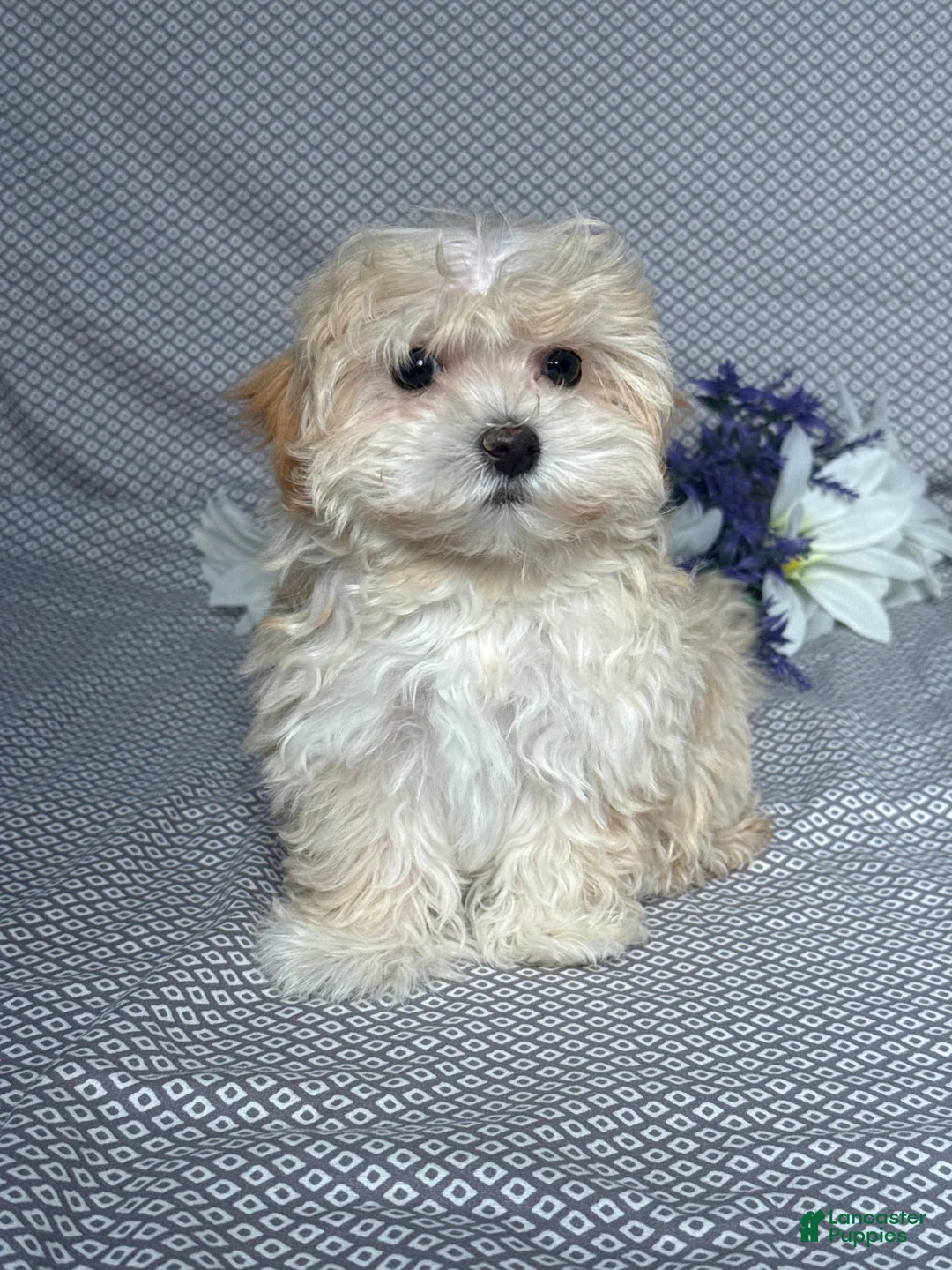 Maltipoo dogs for sale: Faith - Ad 1