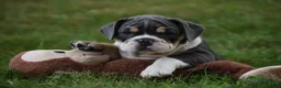 Beabull dogs for sale: Indy - Ad 7