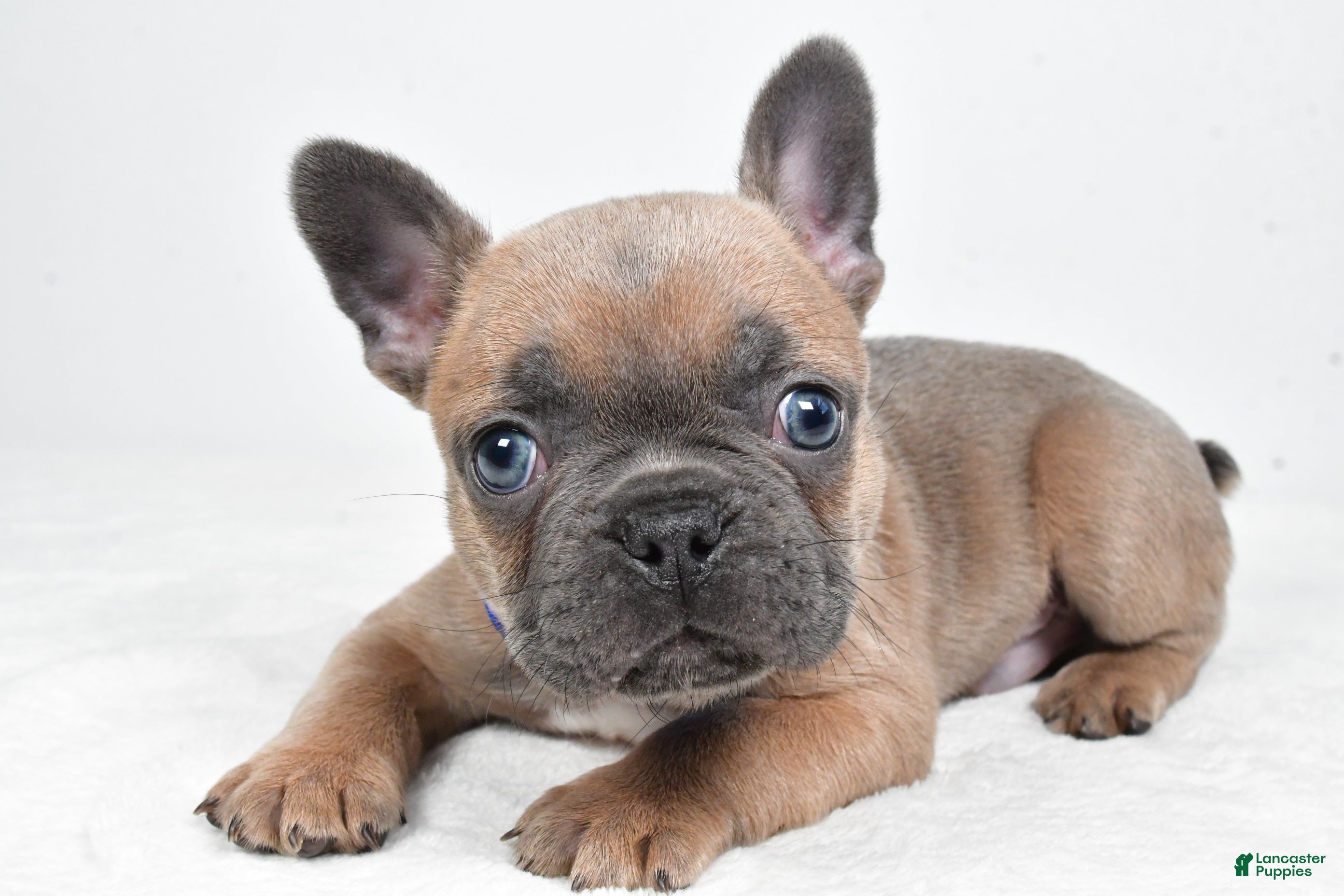 Frenchton dogs Kevin - Ad 2