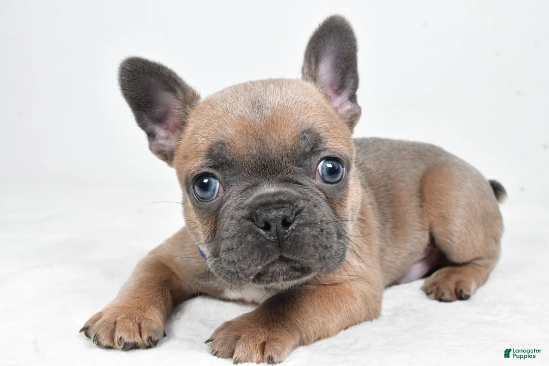 Frenchton dogs for sale: Kevin - Ad 2