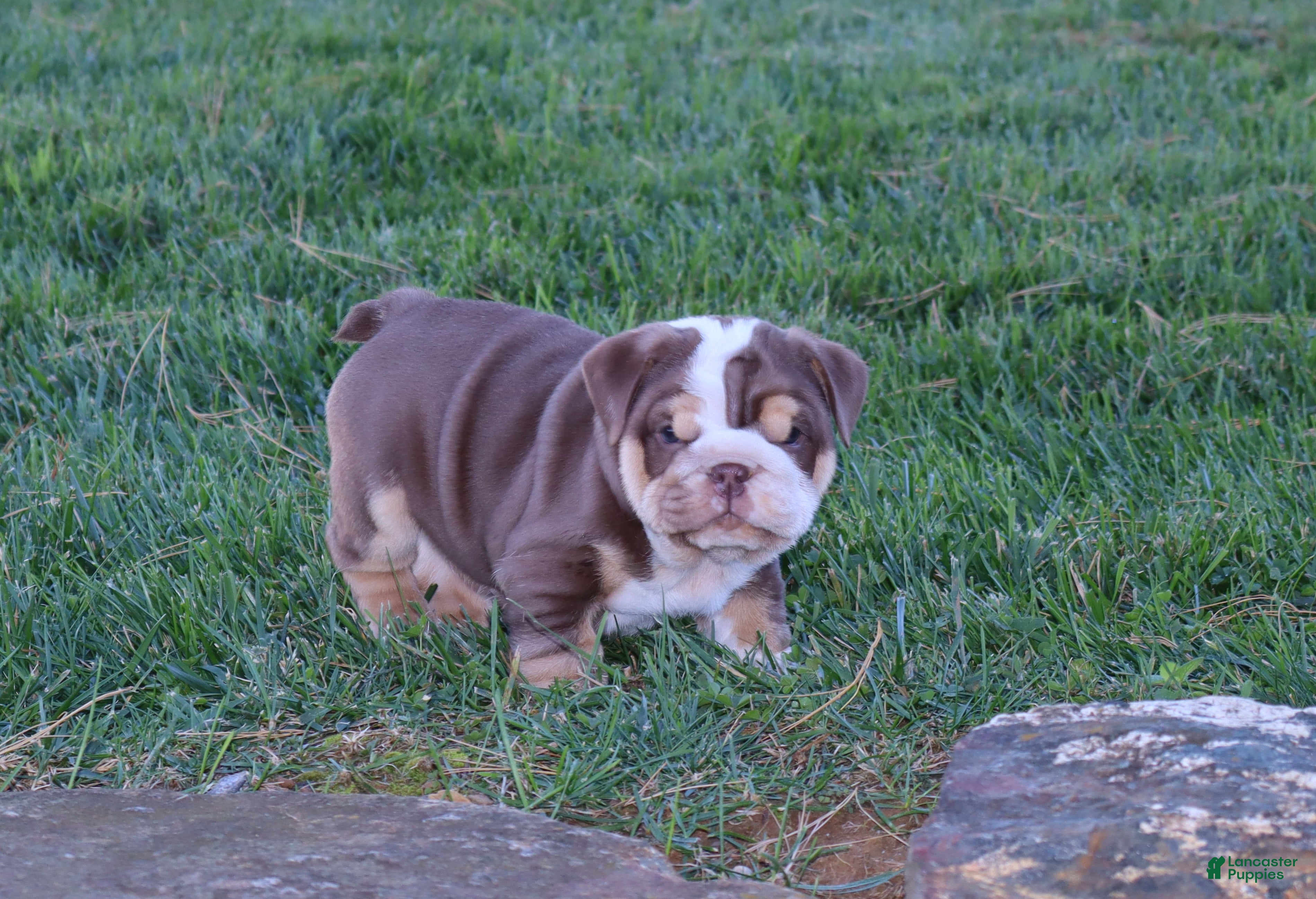 English Bulldog dogs for sale: Owen Grant - Ad 2