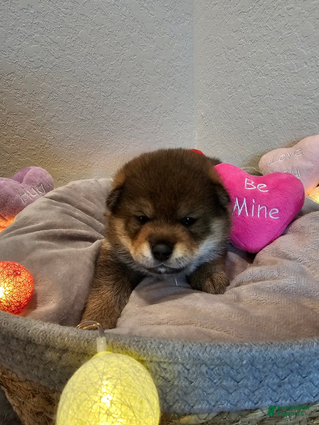 Shiba Inu dogs for sale: Aki - Ad 4
