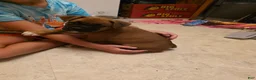 Boxer dogs for sale: Bear - Ad 2