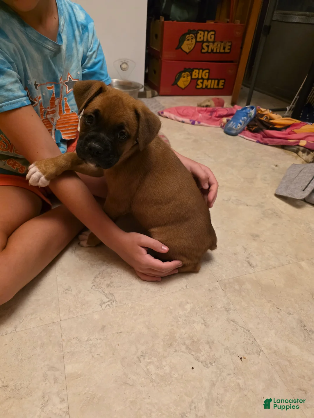 Boxer dogs for sale: Bear - Ad 2