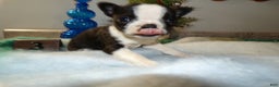 Boston Terrier dogs for sale: Boston Terrier Puppy 3 Dora - Ad 2