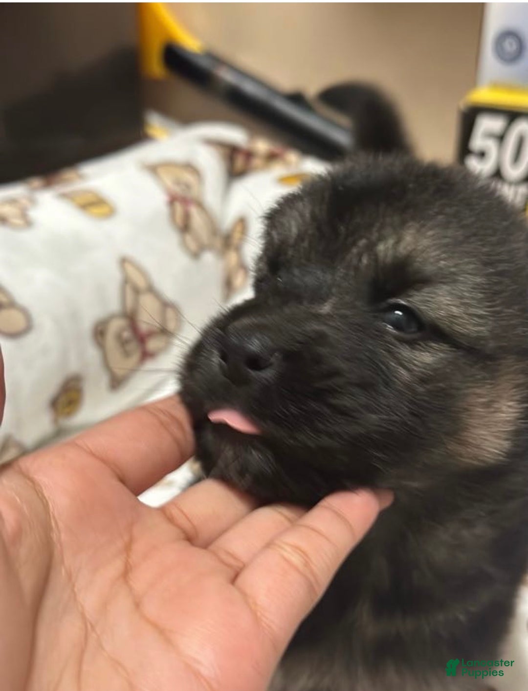 Gerberian Shepsky dogs for sale: Gerberian Shepsky Puppy 1 - Ad 12