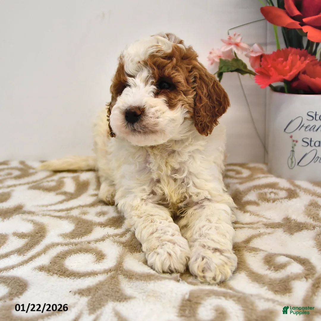Mini Goldendoodle dogs for sale: Oakley - Ad 10