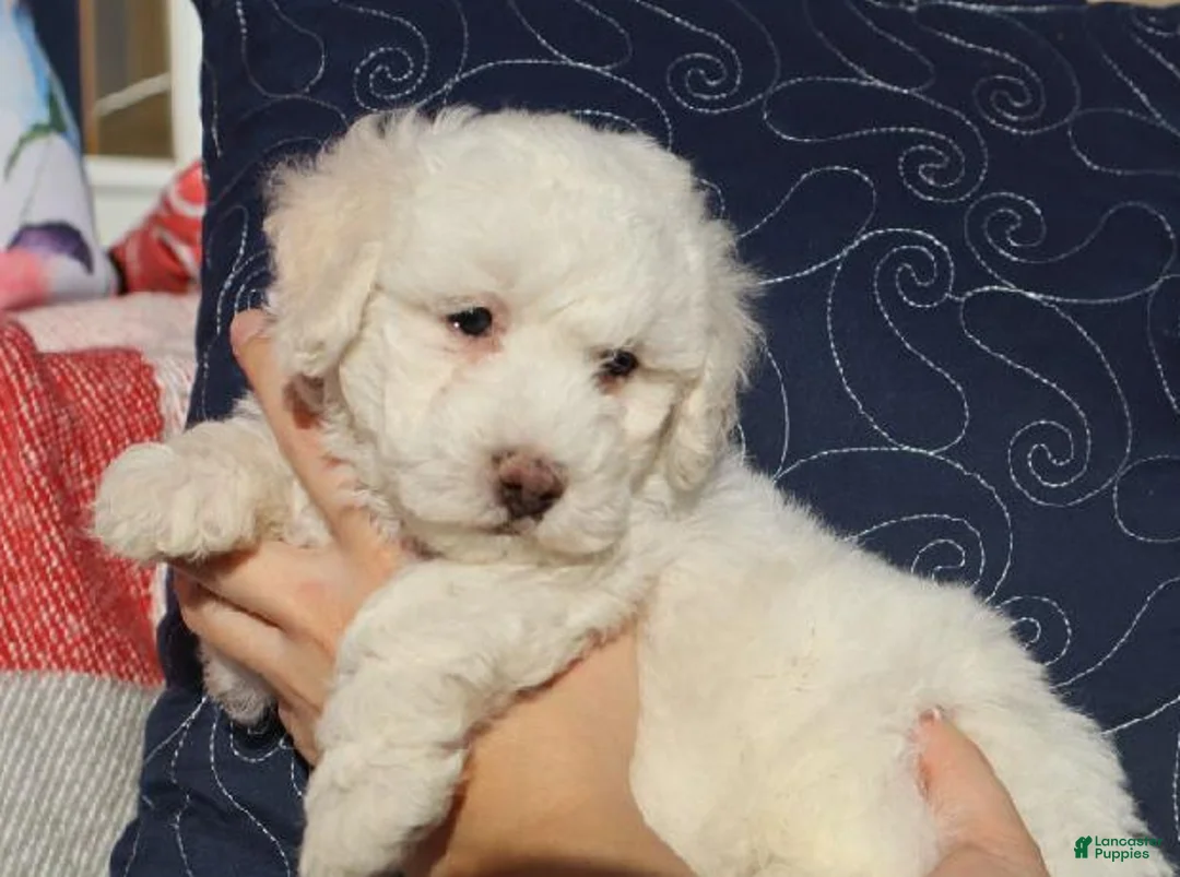 Bichpoo dogs for sale: Hudson - Ad 4