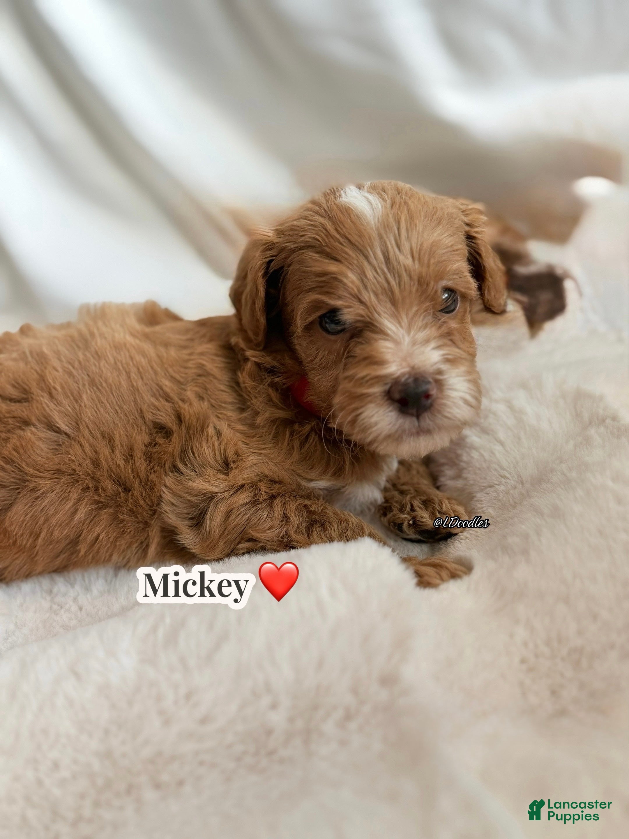 Irish Doodle dogs for sale: Mickey ❤️🐭 - Ad 2