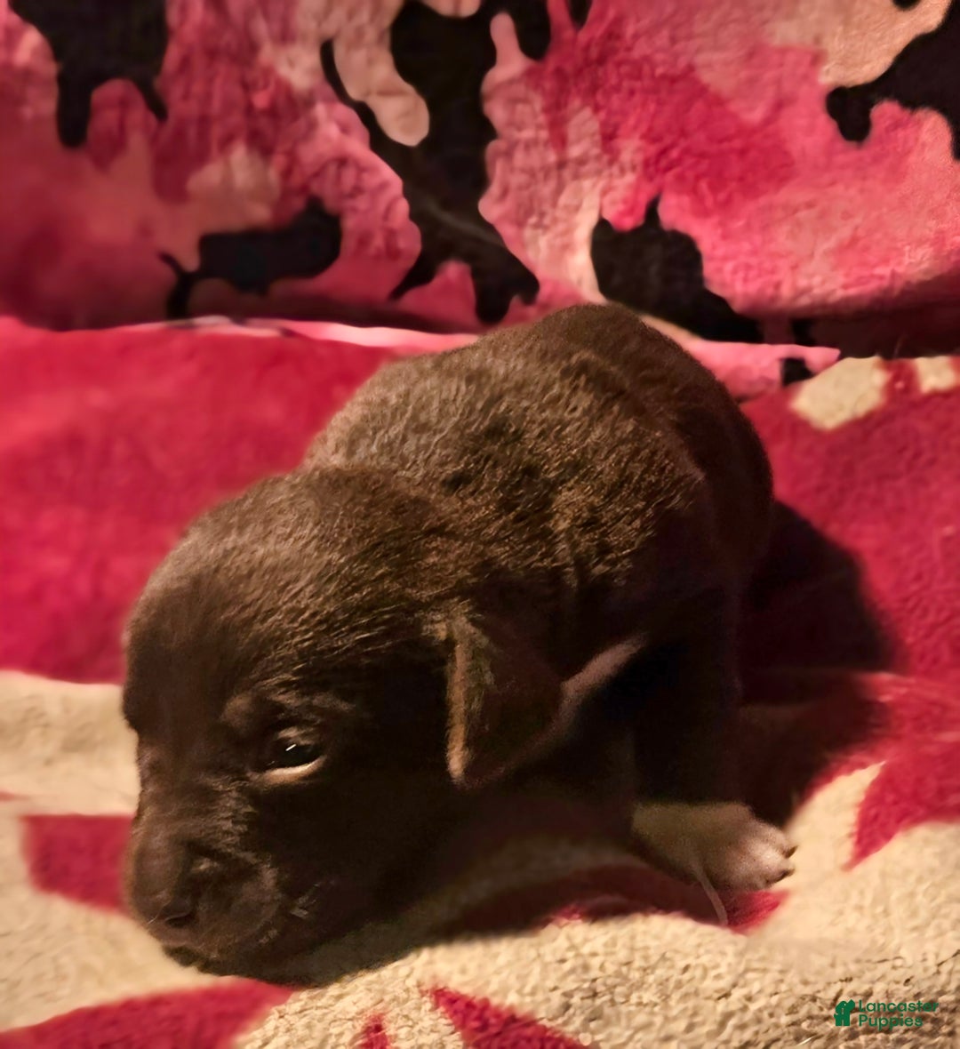 Border Collie dogs for sale: Cierra - Ad 11