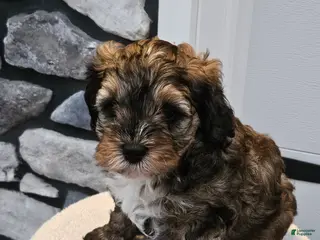 Mini Bernedoodle dogs for sale: Captain - Ad 2