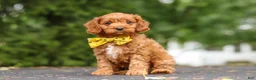 Cavapoo dogs for sale: Jagger - Ad 7