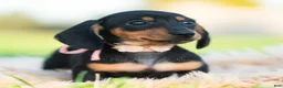Miniature Dachshund dogs for sale: Pixiebean AKC - Ad 4