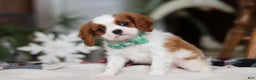 Cavalier King Charles Spaniel dogs for sale: Landon - Ad 8