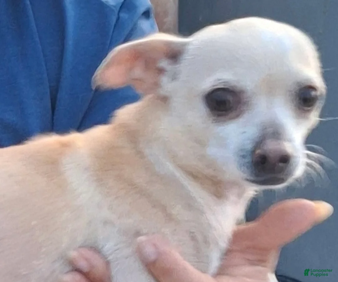 Chihuahua dogs for sale: Chihuahua Puppy 2 - Ad 4