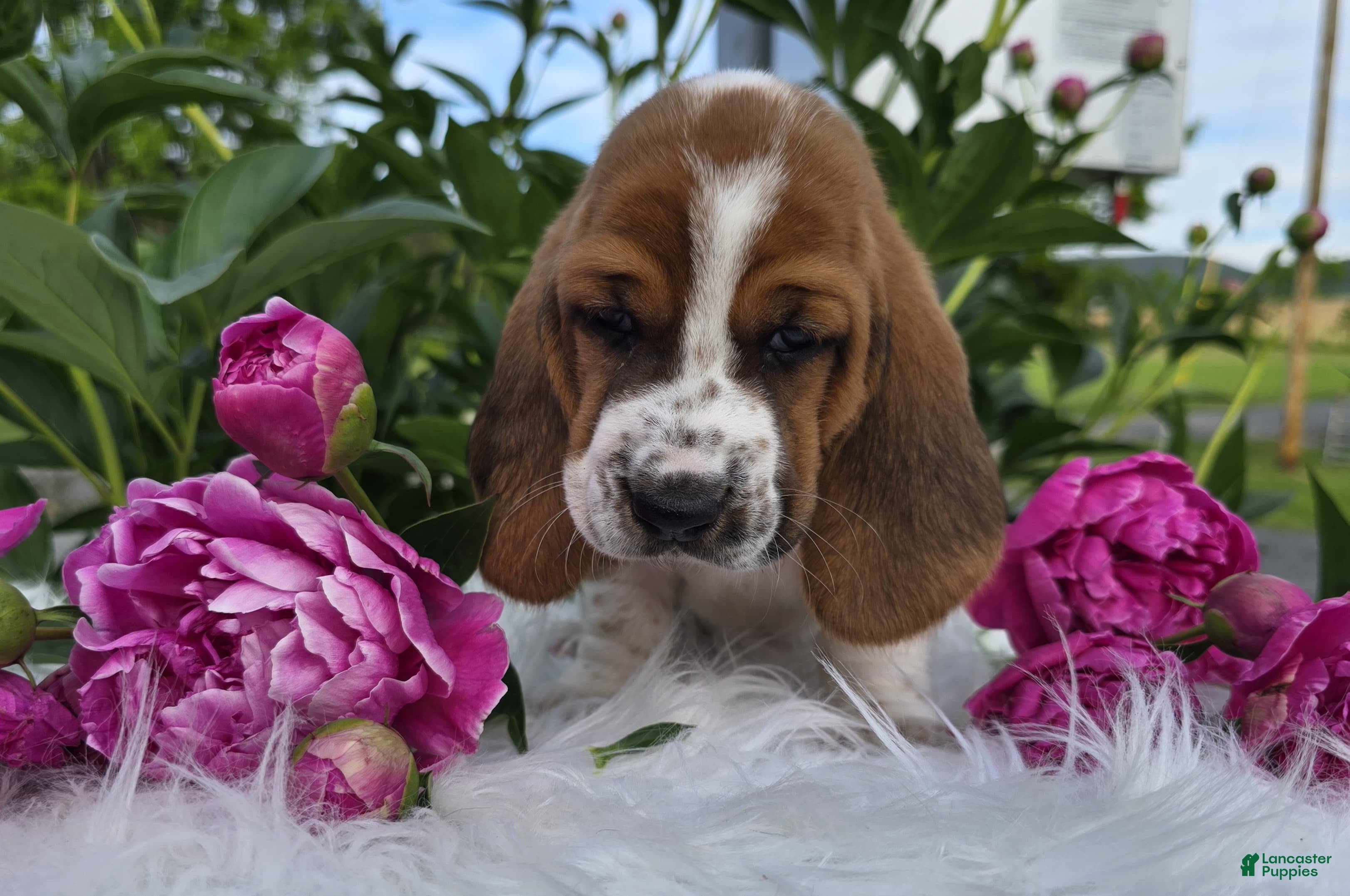 Basset Hound dogs for sale: Hattie - Ad 4