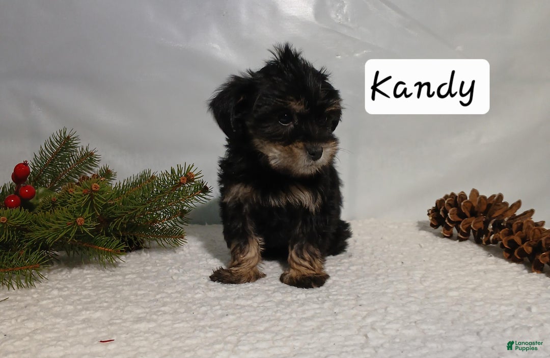 Yorkiepoo dogs for sale: Kandy - Ad 4