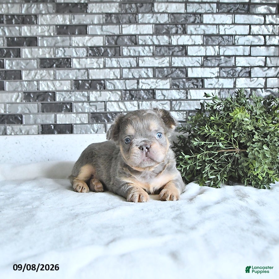 French Bulldog dogs Oliver - Ad 2