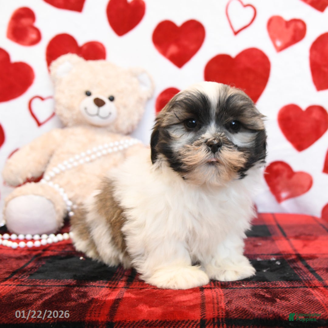 Malshi dogs for sale: Milo - Ad 2