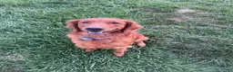 Golden Retriever dogs for sale: Golden Retriever 2 - Ad 2