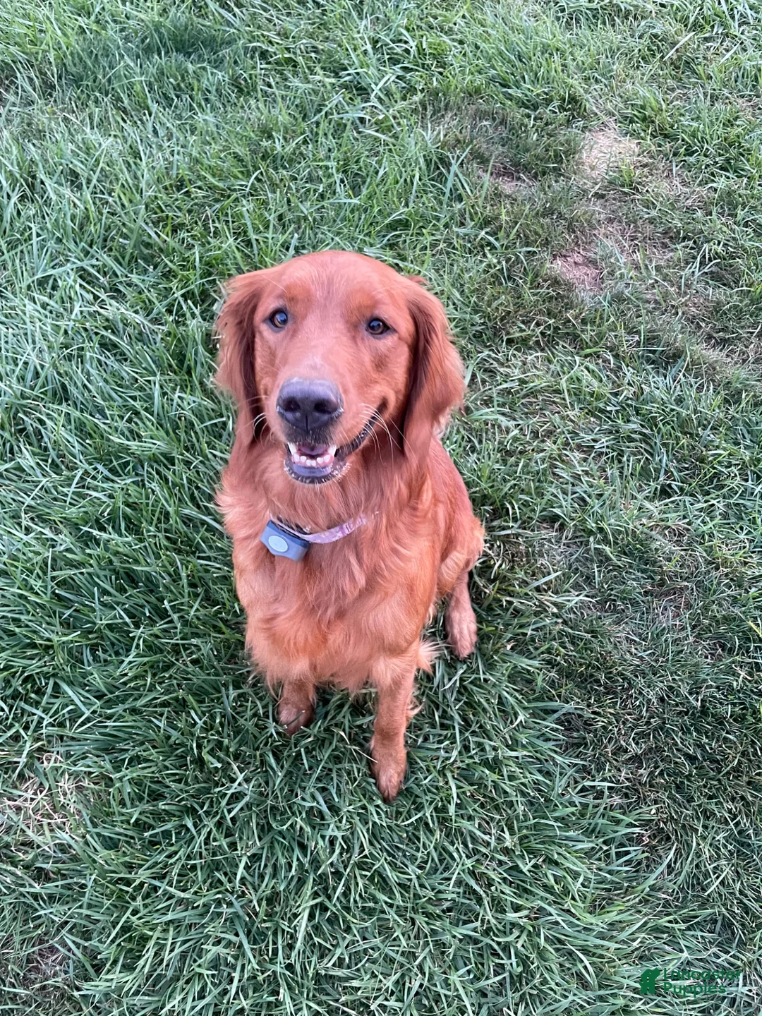 Golden Retriever dogs for sale: Golden Retriever 2 - Ad 2