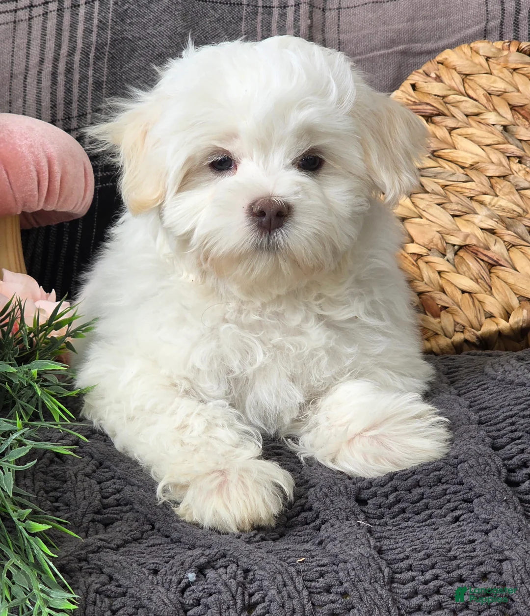 Maltese dogs for sale: Cloud - Ad 7