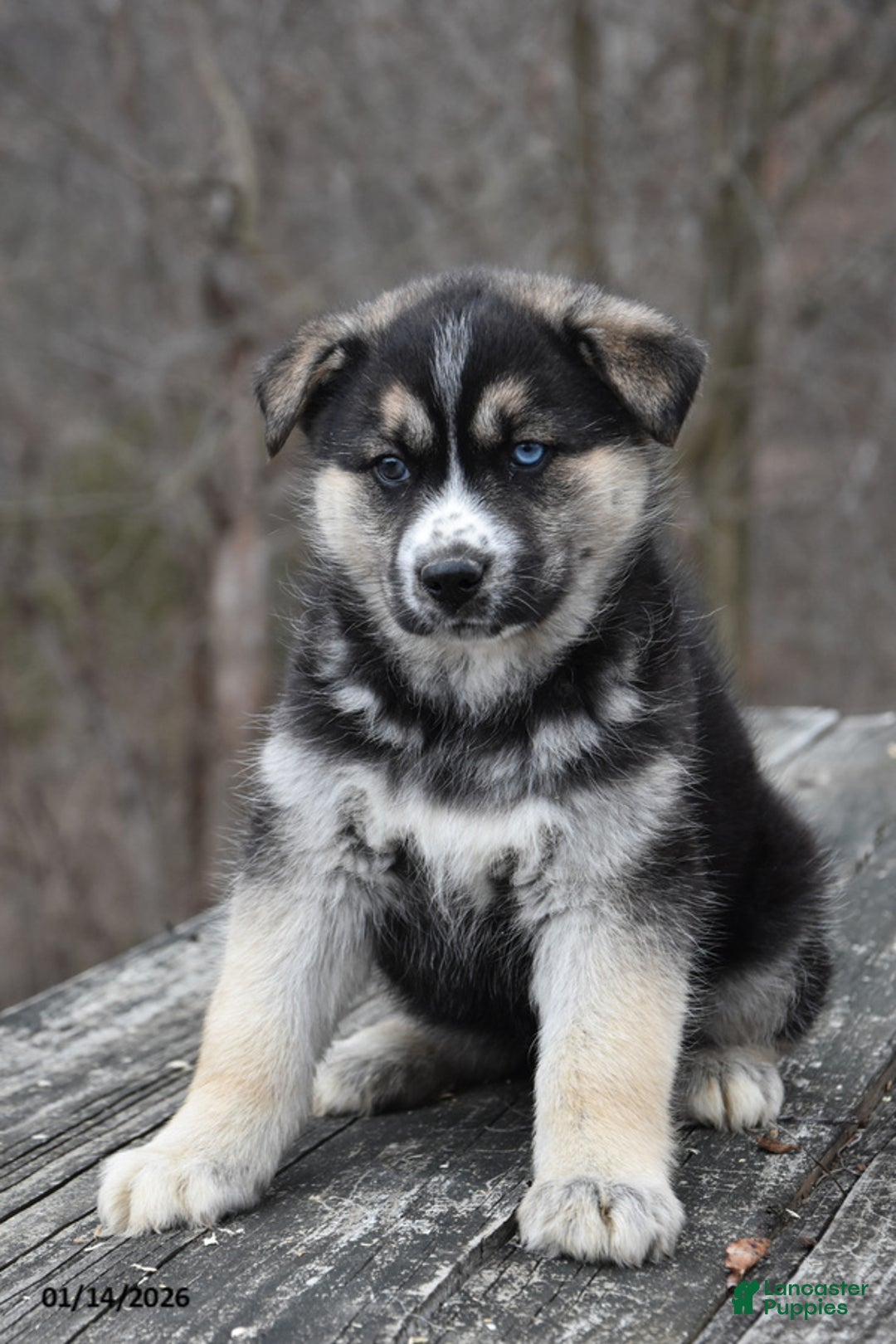 Gerberian Shepsky dogs for sale: Panda - Ad 1