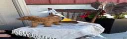 Goldendoodle dogs for sale: Coop - Ad 4