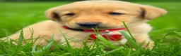 Labrador Retriever dogs for sale: Labrador Retriever Puppy 1 - Ad 18