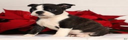 Boston Terrier dogs for sale: Addie - Ad 5