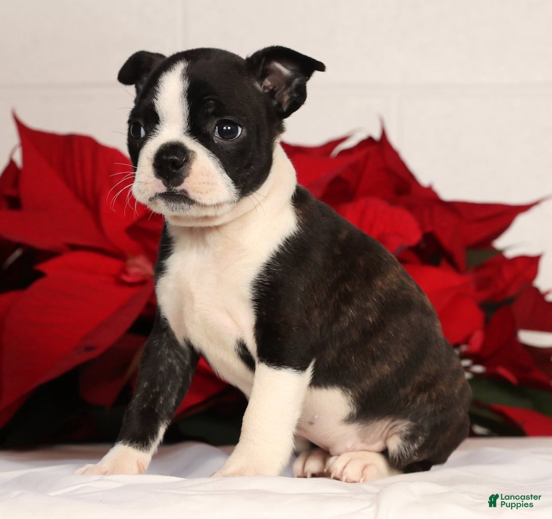 Boston Terrier dogs for sale: Addie - Ad 5