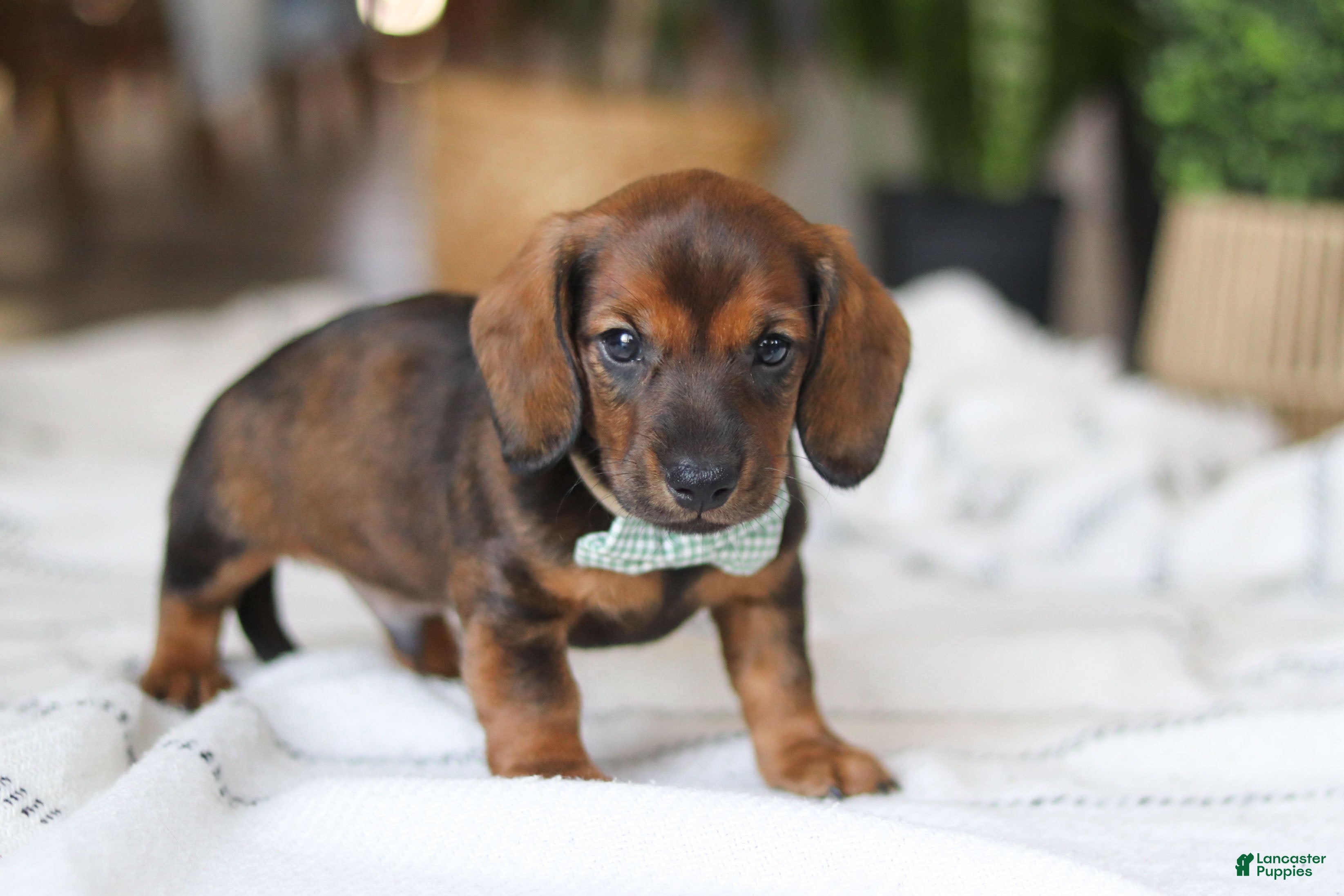 Miniature Dachshund dogs Bratwurst - Ad 5