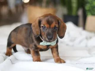 Miniature Dachshund dogs Bratwurst - Ad 5