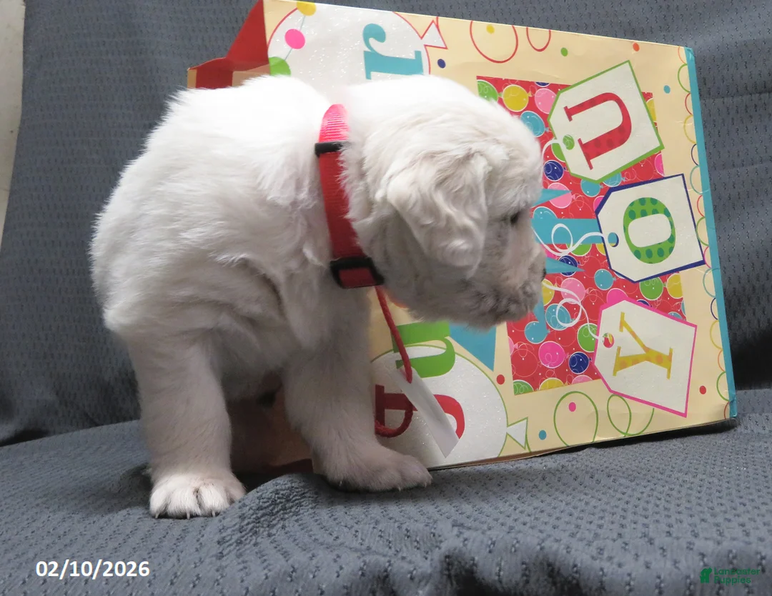 Golden Retriever dogs for sale: Popcorn - Ad 6