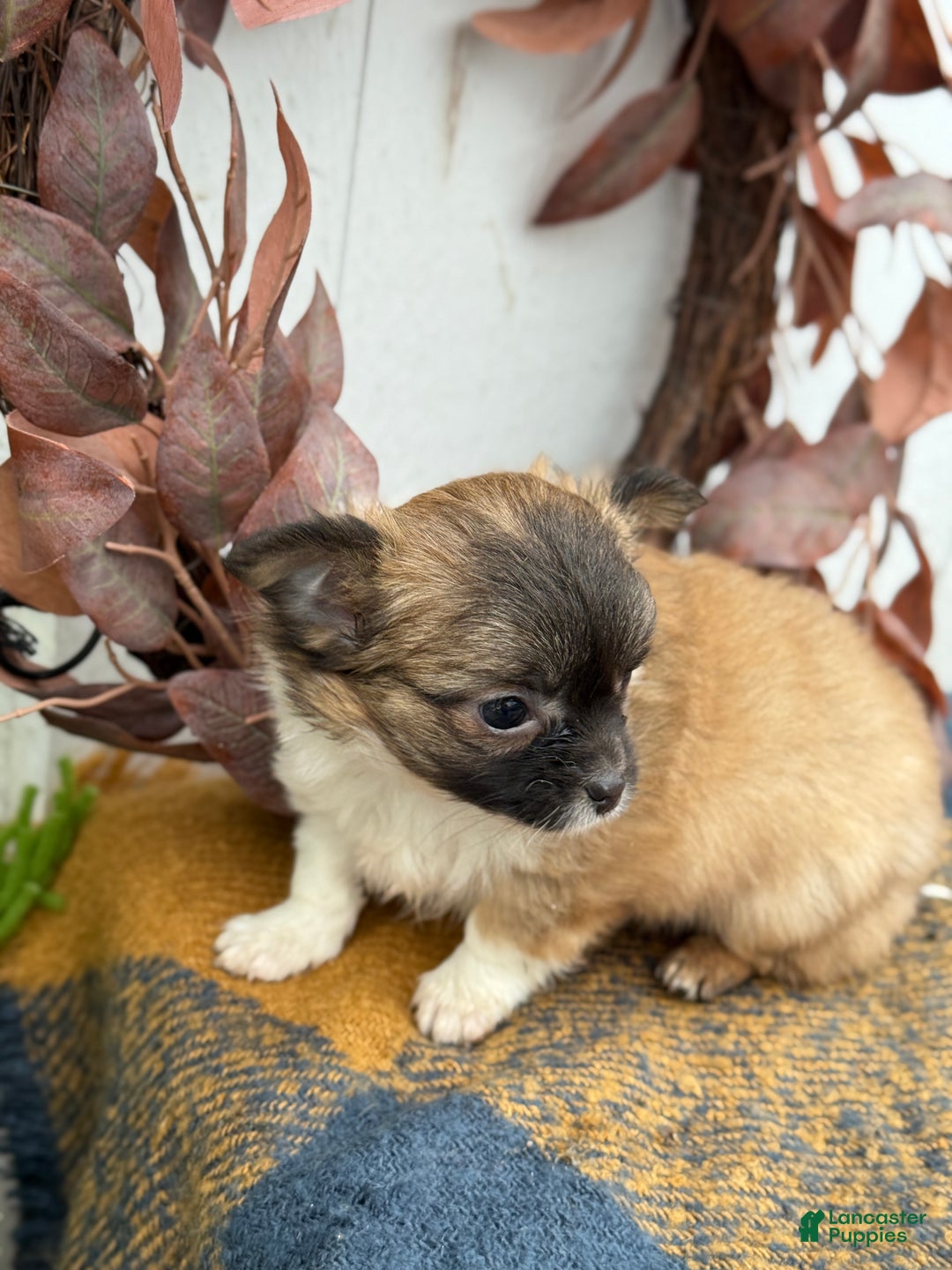 Chihuahua dogs for sale: Bixby - Ad 10