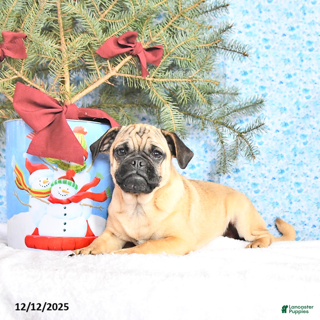 Pug dogs for sale: Goldie - Ad 1