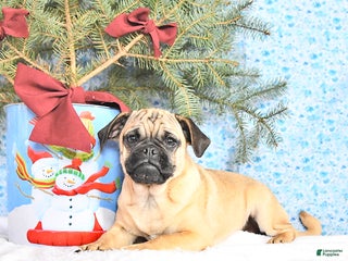 Pug dogs Goldie - Ad 17
