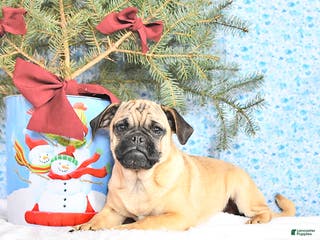 Pug dogs Goldie - Ad 12